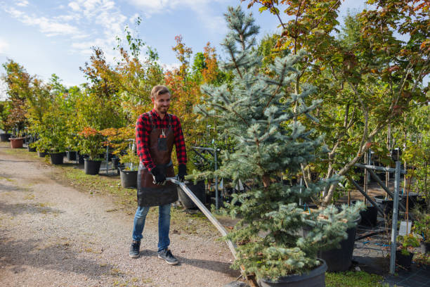 Best Large Tree Removal  in Westwood, PA